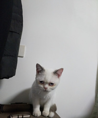 小猫免费送养(不要一分钱)