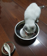 小猫免费送养(不要一分钱)