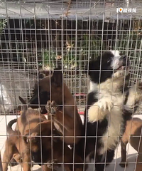 ̫��������ɹɹ������Ժ�ţ�ϲ�����ﹷ����