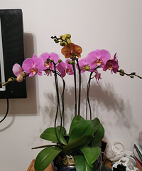 ����������