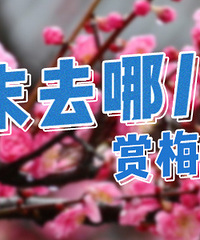 【周末去哪儿】腊梅飘香,这个冬天不单调