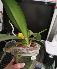 转手3.5寸蝴蝶兰