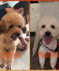 家养80天纯种泰迪狗贵宾犬找爱心主人 非诚勿扰