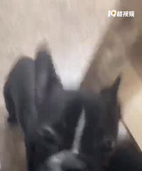 斗牛
