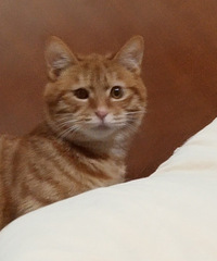 领养猫咪 橘猫 八个月坐标临海