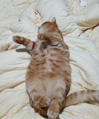 领养猫咪 橘猫 八个月坐标临海