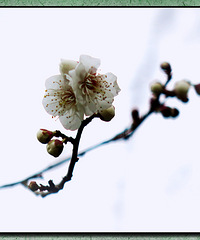 如画、如画,应为梅花醉