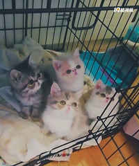 杭州宠物猫交易专区