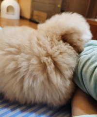 ��ÿһ����ëѾͷ���ն��᳤�ɰ�ѩ������