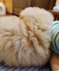 ��ÿһ����ëѾͷ���ն��᳤�ɰ�ѩ������