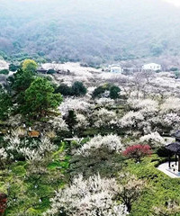 在家云游超山赏梅花