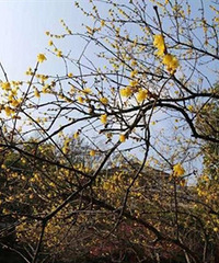 宅家云游超山,赏梅花