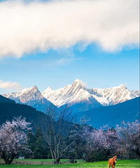 西藏的春天,叫林芝