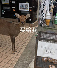 奈良鹿肚子饿到瘪,新西兰龙虾被放生