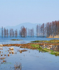 在家独享水杉林美景