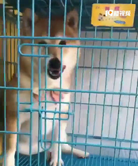 小柴犬种母出售