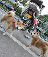 �����Լ�����С��Ȯ2�� ����