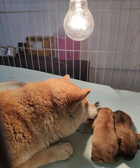 �����Լ�����С��Ȯ2�� ����  С��Ȯ �Լ�ĸ������