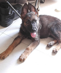 小偿出一只9个月东德牧羊犬