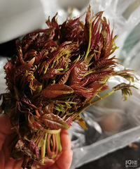 超市里的香椿是假的嗎?怎么一點香味都沒有的