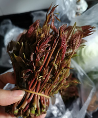 超市里的香椿是假的嗎?怎么一點香味都沒有的