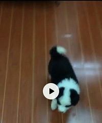 提前预定,求购家养纯种双血统边牧幼犬公的