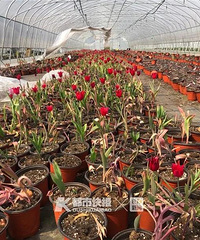 不是林黛玉,却每天都要“葬花”,杭州花农:花儿你慢点开啊