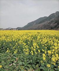 �������ġ�������ϡ����뻨��"��