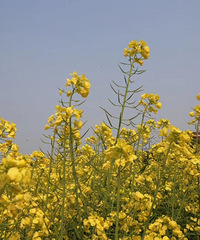 �������ġ�������ϡ����뻨��"��