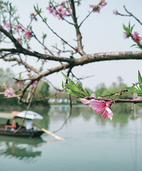 西溪湿地现在免费了,去看看