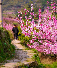 爱了爱了,富阳半山村千亩桃花花海太壮观了