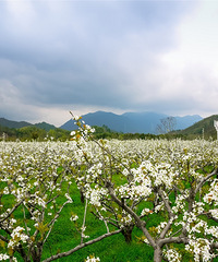 本周末这里的万亩梨花应该要盛放了