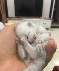 养猫的小哥哥有喜欢的么?