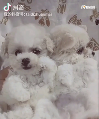 ����̩�ϳ���