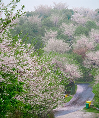 雨天的惊喜!我在余杭经历了一场“樱花雪”!