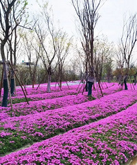 惊艳!100万株芝樱开啦!萧山这片2万㎡花海私藏了浪漫春色
