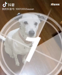 血盆大口的狗砸,一口一个草莓