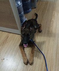 出手东德牧羊犬一只(小母)
