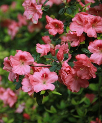 花中西施,非它莫属