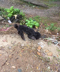 һ���̩�����ж������ײ˼�