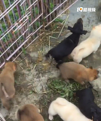 ����ű�С��Ȯ