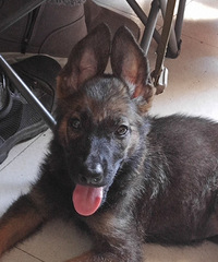 11���µ��ǹ���ĸ��С��������С��Ȯ