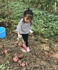 曬曬杭州鄉下菜園子,水果蔬菜多到吃不完,花樣堪比菜市場