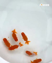 出售南泽宇野