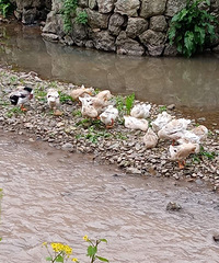 ���˼�����Ѽ����