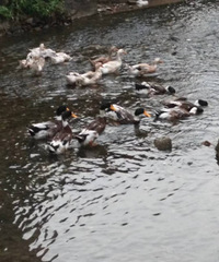 ���˼�����Ѽ����