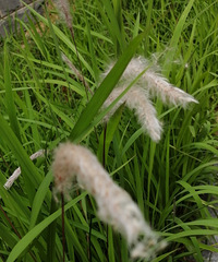 ҡҷ��ʲô�ݣ�