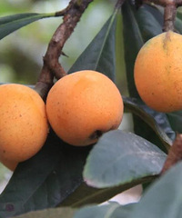 2020̨�����˲�ժ��ͼ��һ�����˲�ժ�������ʷ���