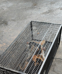 �컨����һ��è