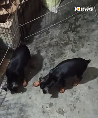 ����ű���ĸ